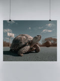 Tortoise Basketball Court Fun UN Poster