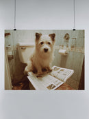 Bathroom Dog with Newspaper Humor UN Poster
