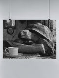 Tortoise Reading Morning News UN Poster