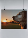 Golden Retriever Golf Sunset Scene UN Poster