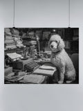 Literary Poodle at Vintage Desk UN Poster