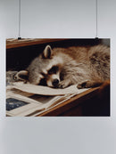 Sleepy Raccoon Office Desk Decor UN Poster