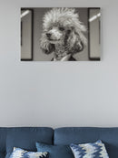 Poodle President Suit Photo Art UN Poster