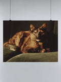 Tortie Cat on Velvet Sofa UN Poster