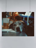 Dog Relaxing at a Cozy Cafe UN Poster